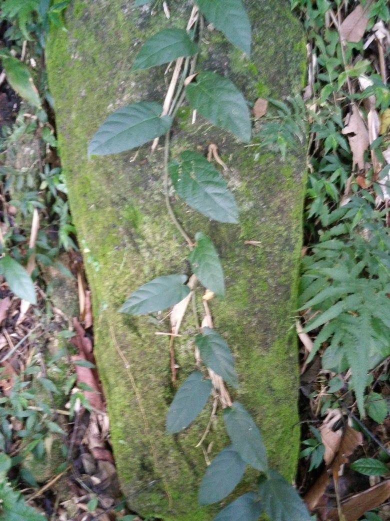 Cây Mạnh trâu. Ficus sagitta Vahl var. sagitta - Cây Thuốc Nam Quanh Ta